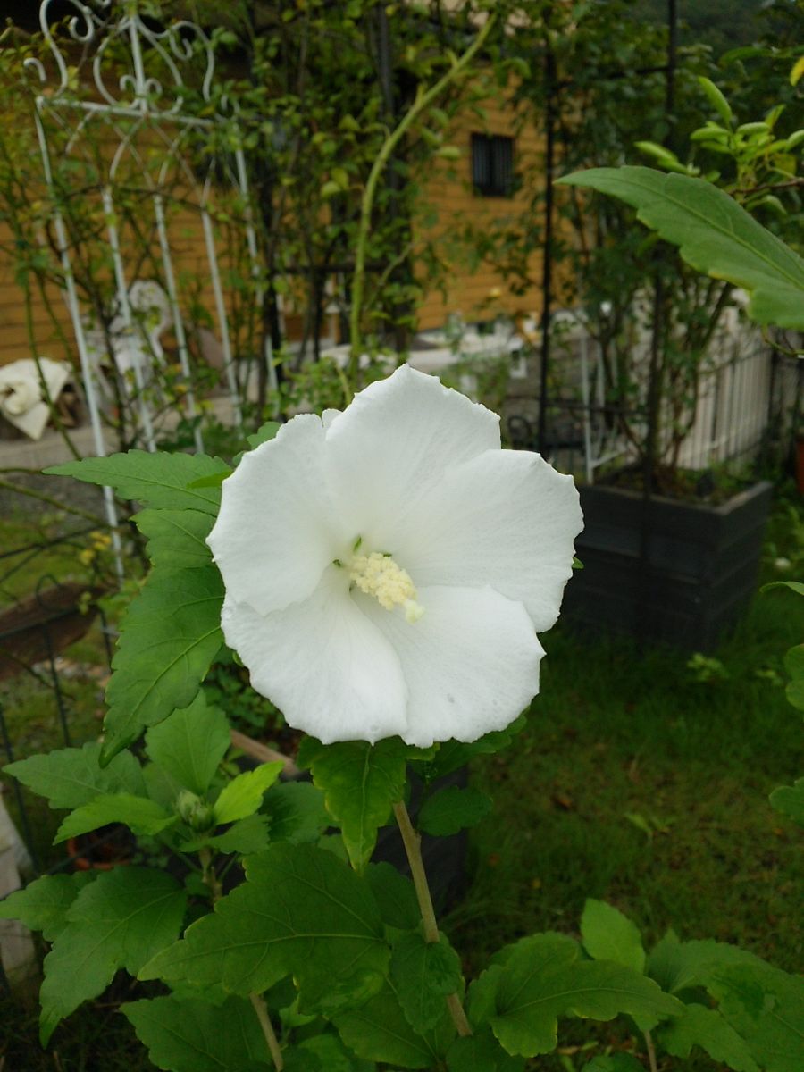 今朝の花