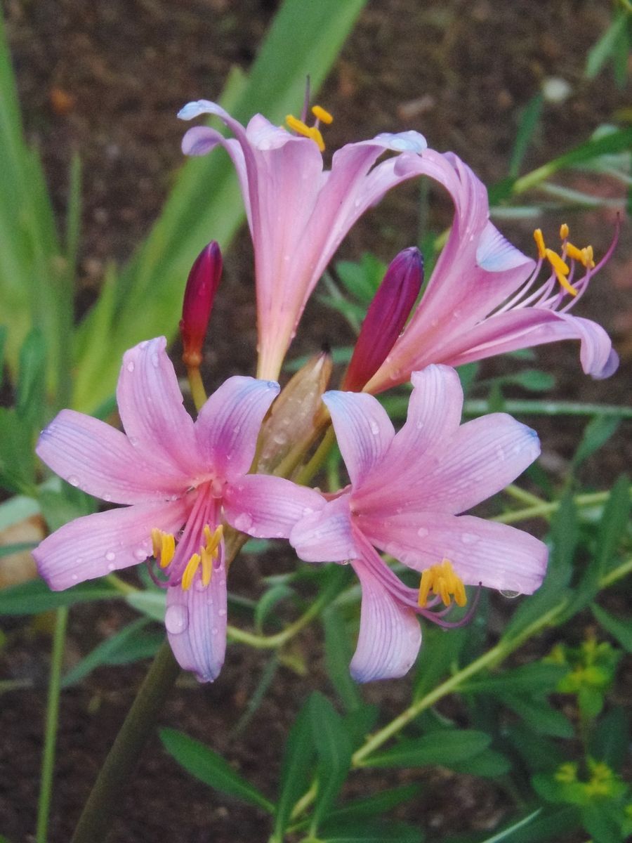 秋のお花＜リコリス・スプレンゲリー＞