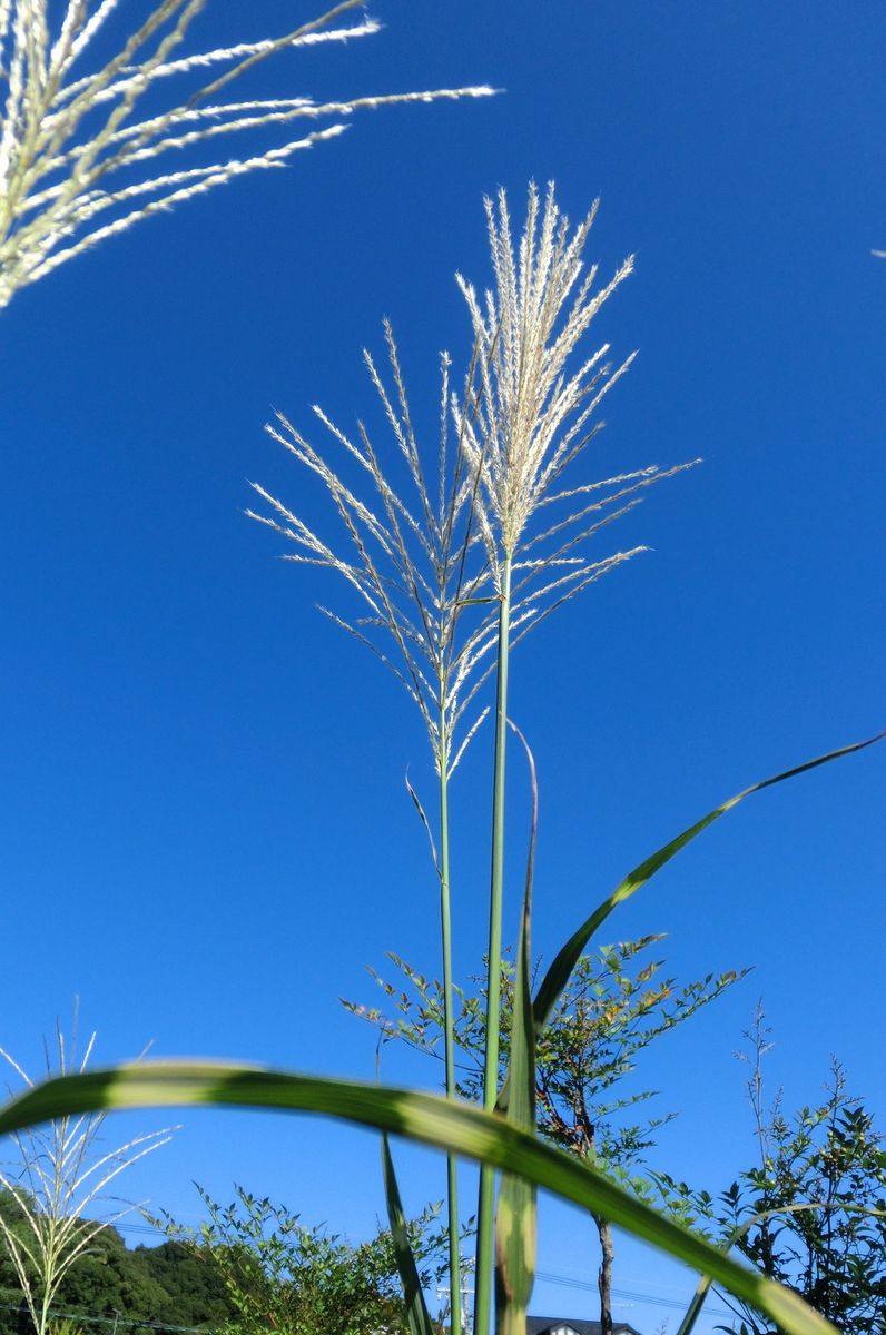 期待の蕾たち