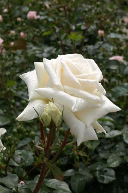 バラ園で見た、広島にまつわる薔薇