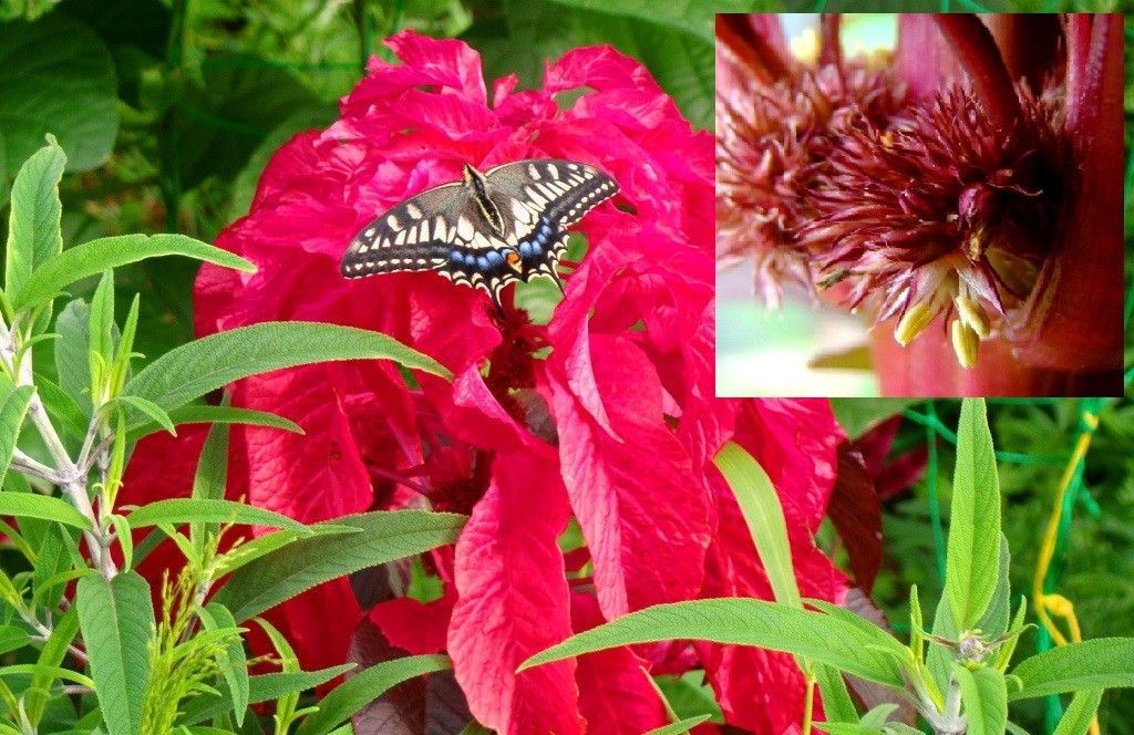 ハゲイトウの花と療養栽培