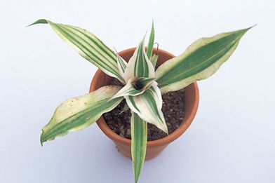 【植物図鑑】クチナシなど19種類の植物情報追加