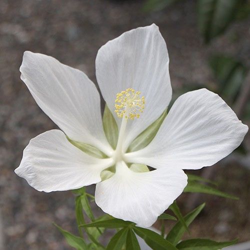 熱帯の白いお花たち