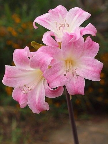 アマリリス・ベラドンナ　交配初花