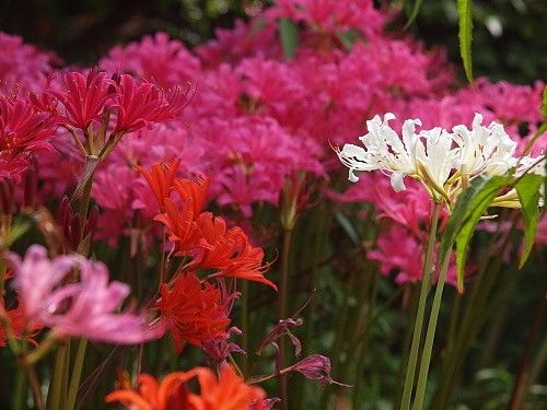 アマリリス・ベラドンナ　交配初花