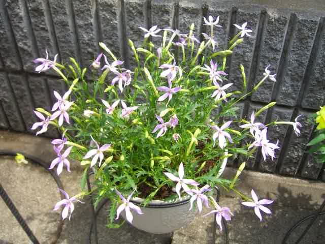 コンテナの植物たち