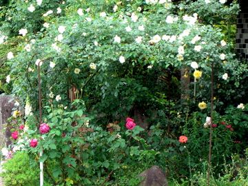 *夕風や白薔薇の花みな動く