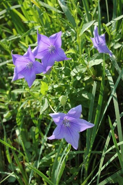 畑の宿根草を植え替え