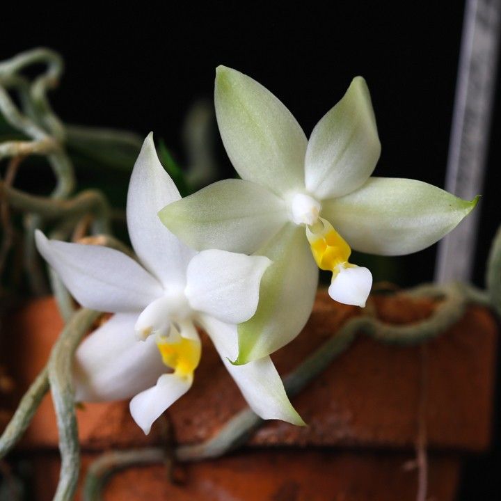 Phal. violacea