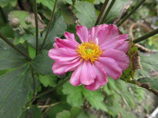 舞姫の開花とバラと朝顔