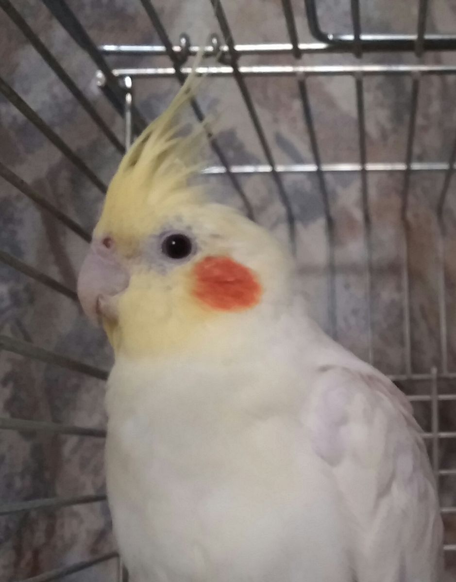 リトルチュチュ　拡大してみたら🐤