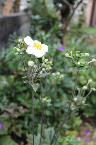 有り触れた花ばかりですが