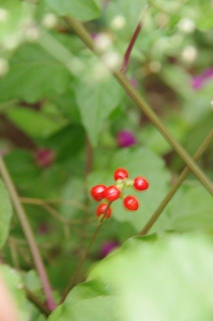 庭の花達