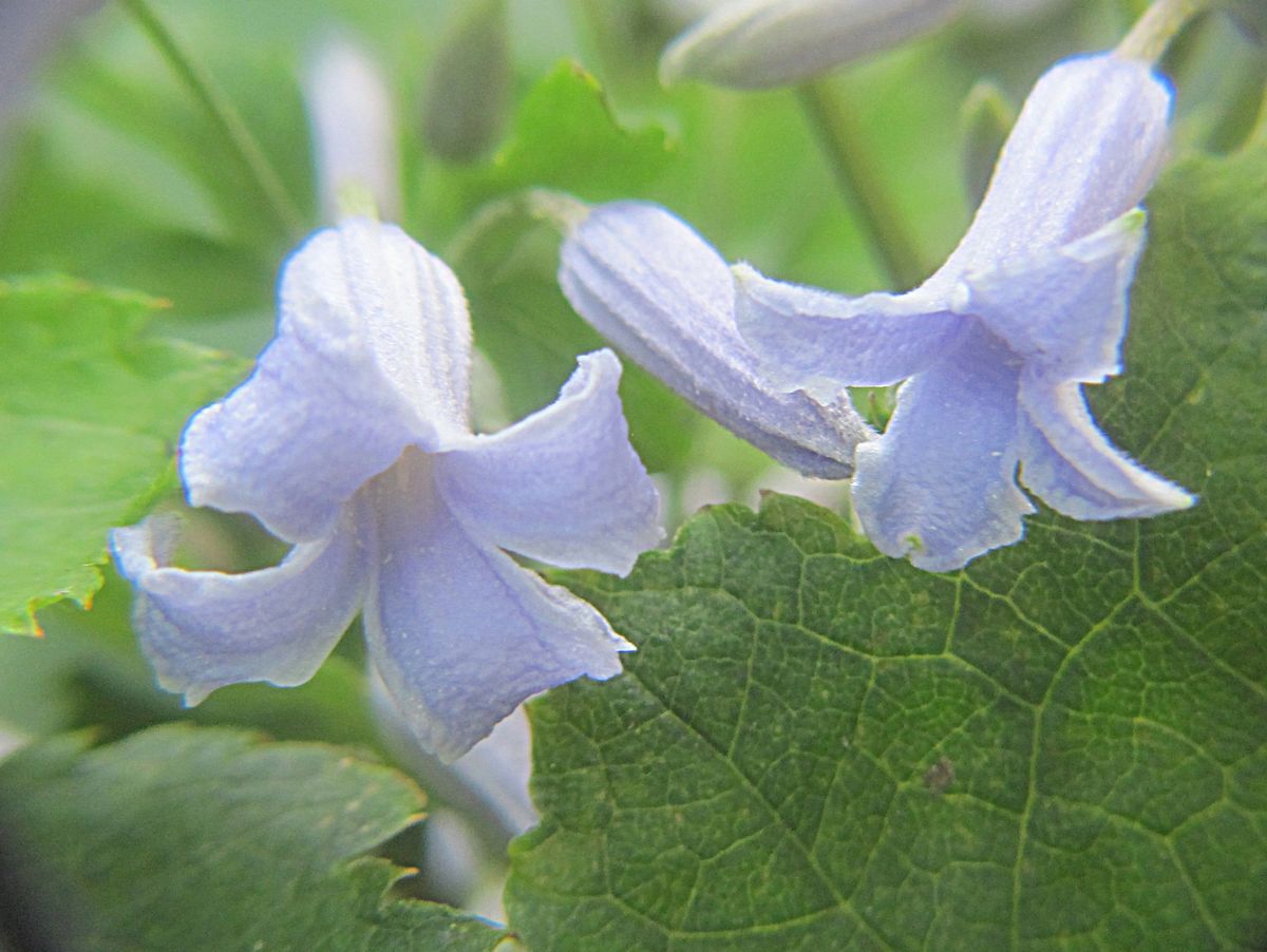 クレマチス・草牡丹