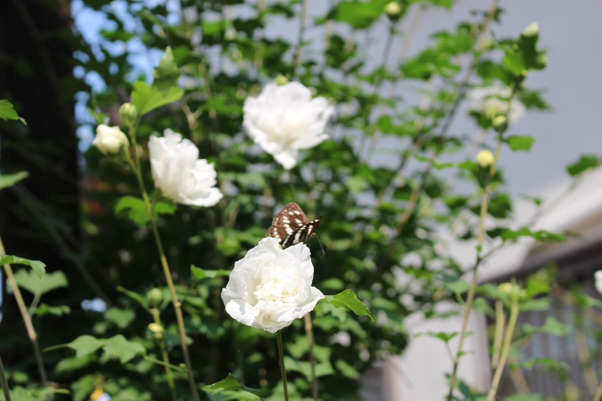 植え替えしなきゃね