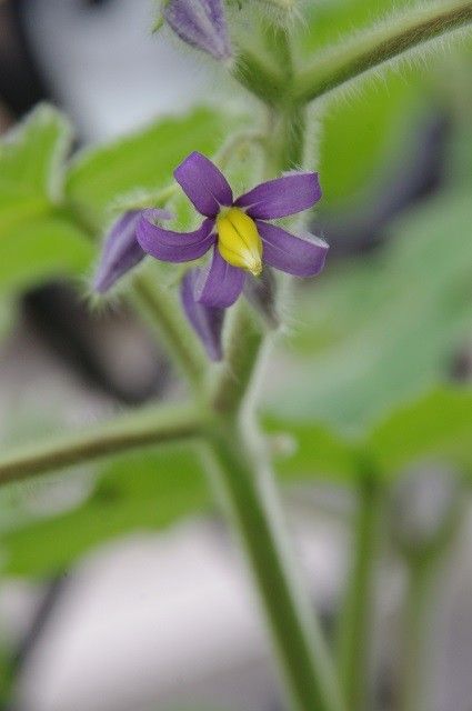 待ってた花が～