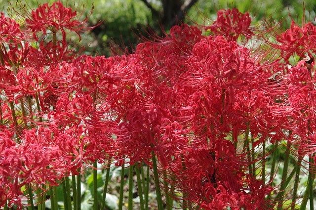 三毳山彼岸花の群生