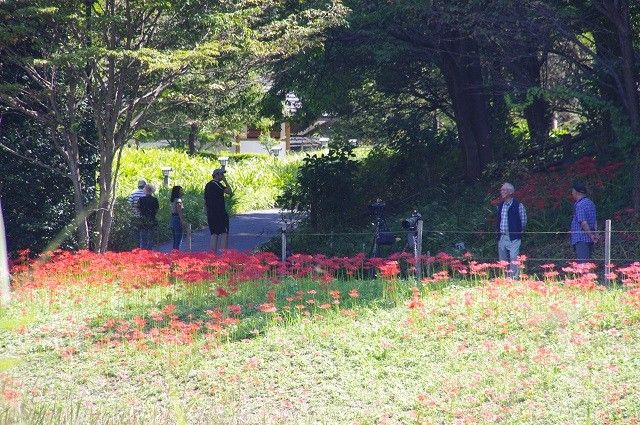 三毳山彼岸花の群生２