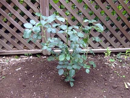 四苦八苦のバラ植えつけ