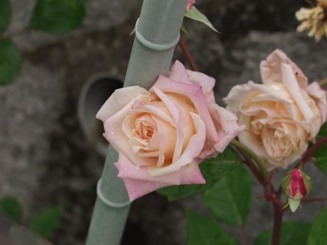 広島市植物公園のオールド・ローズ　１