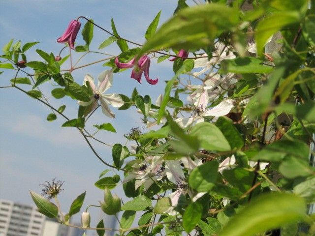 フェンスの向こうで花が咲く。