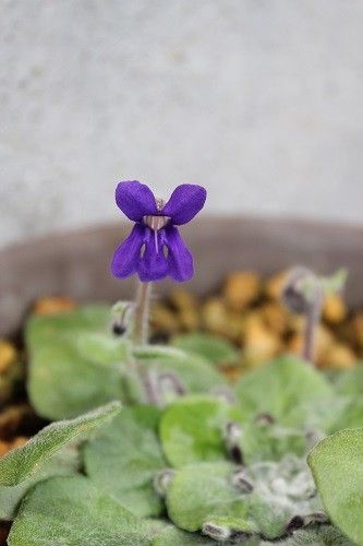 スミレイワギリソウ開花