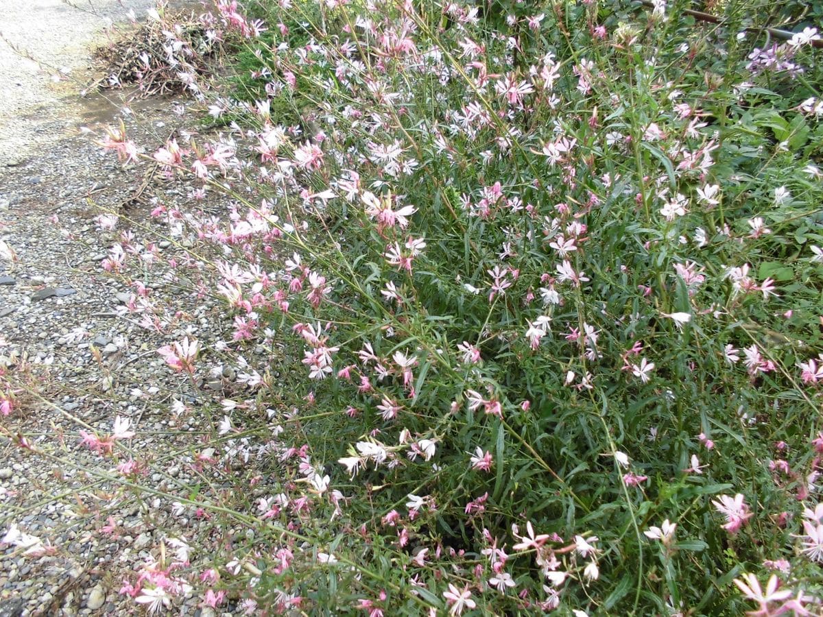 雨の前の小花