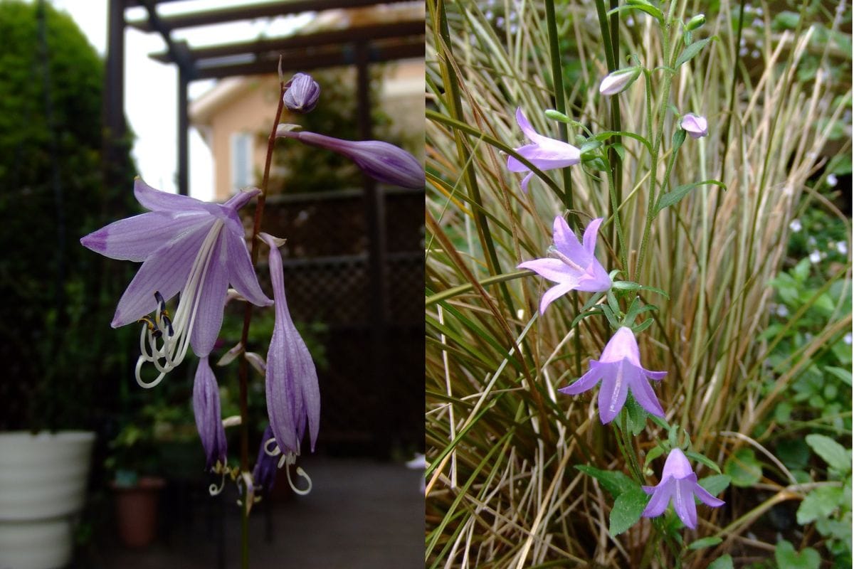 開花が楽しみです　（＾ｖ＾）