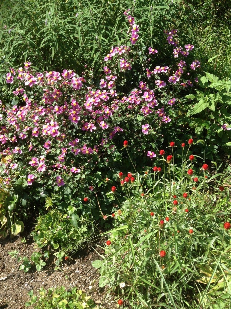 秋明菊の花壇！