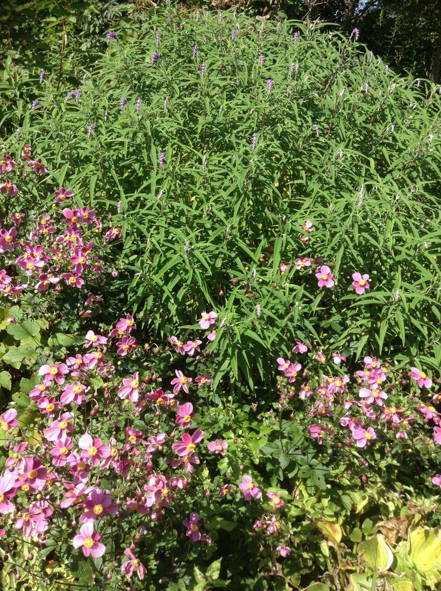 秋明菊の花壇！