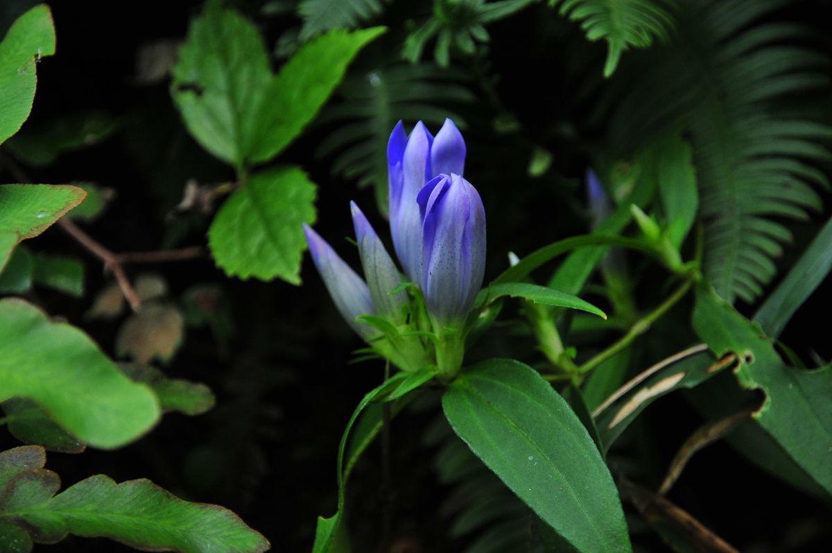 浜辺野菊・山野草