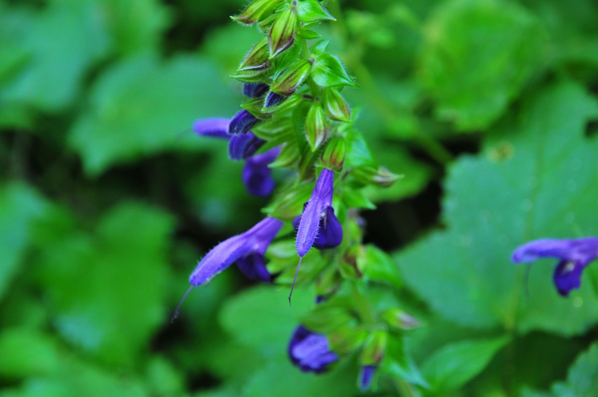 浜辺野菊・山野草