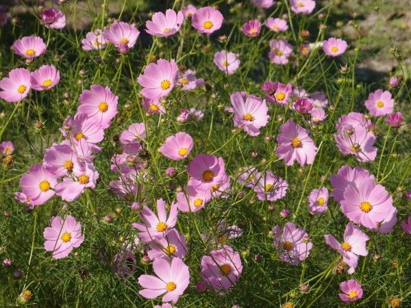 今日のちょっぴりの園芸[i:202]