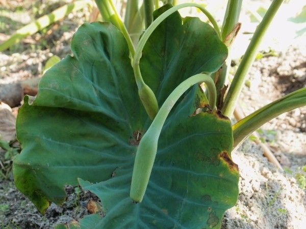 今日のちょっぴりの園芸[i:202]