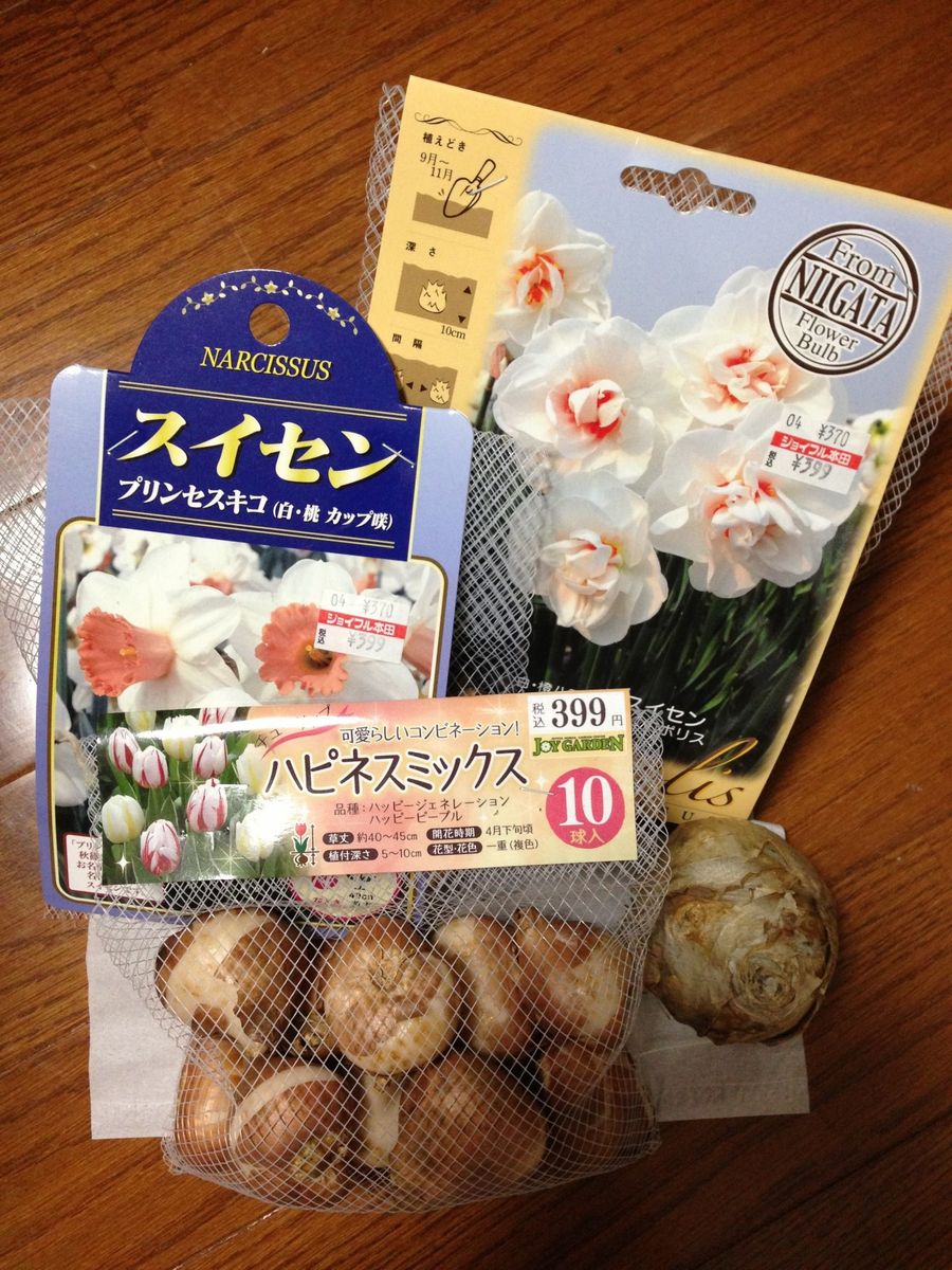 秋植え球根ゲット！