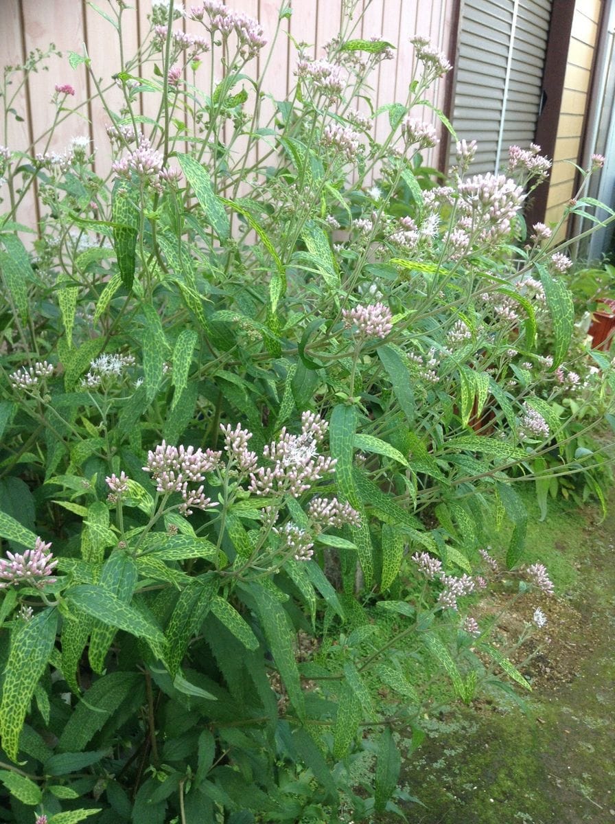 山野草の奥様のお庭から…ナンバンギセル