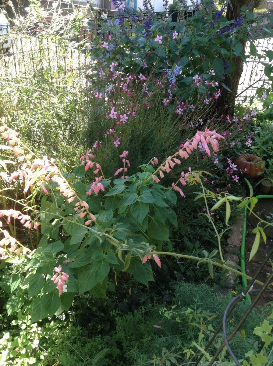 花友さん！    宿根草のお庭の奥様！