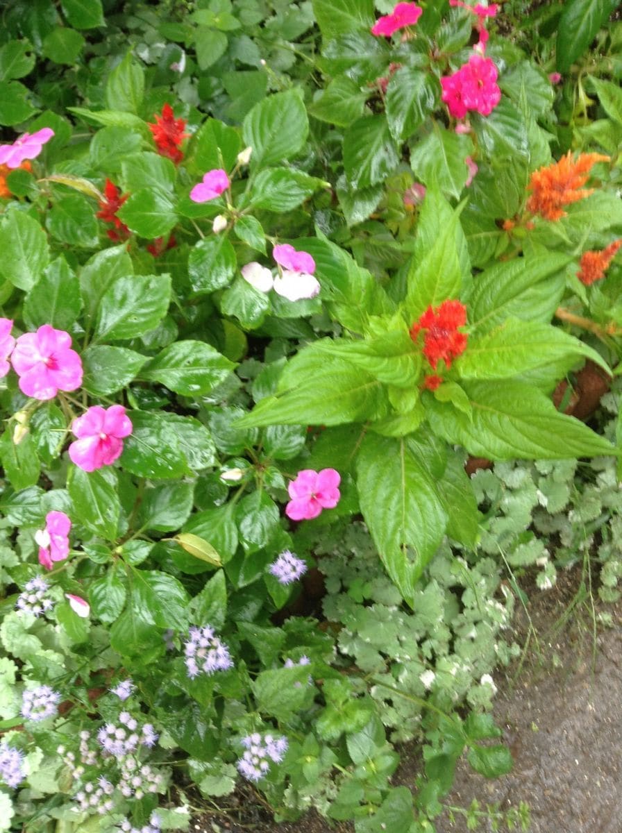 生き残ってる、私の花壇！