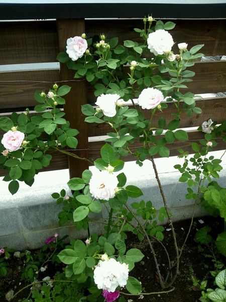 バラの樹形