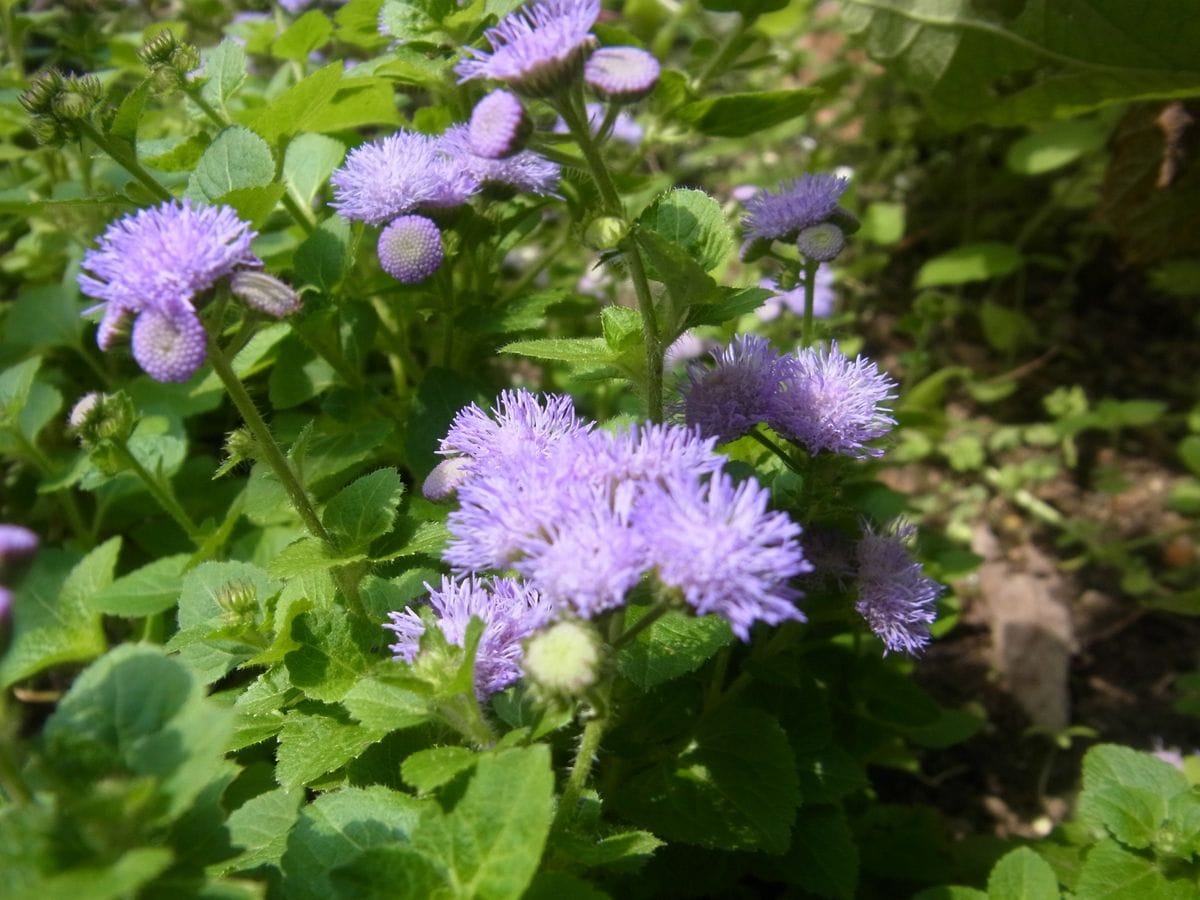 お月様と好きな花