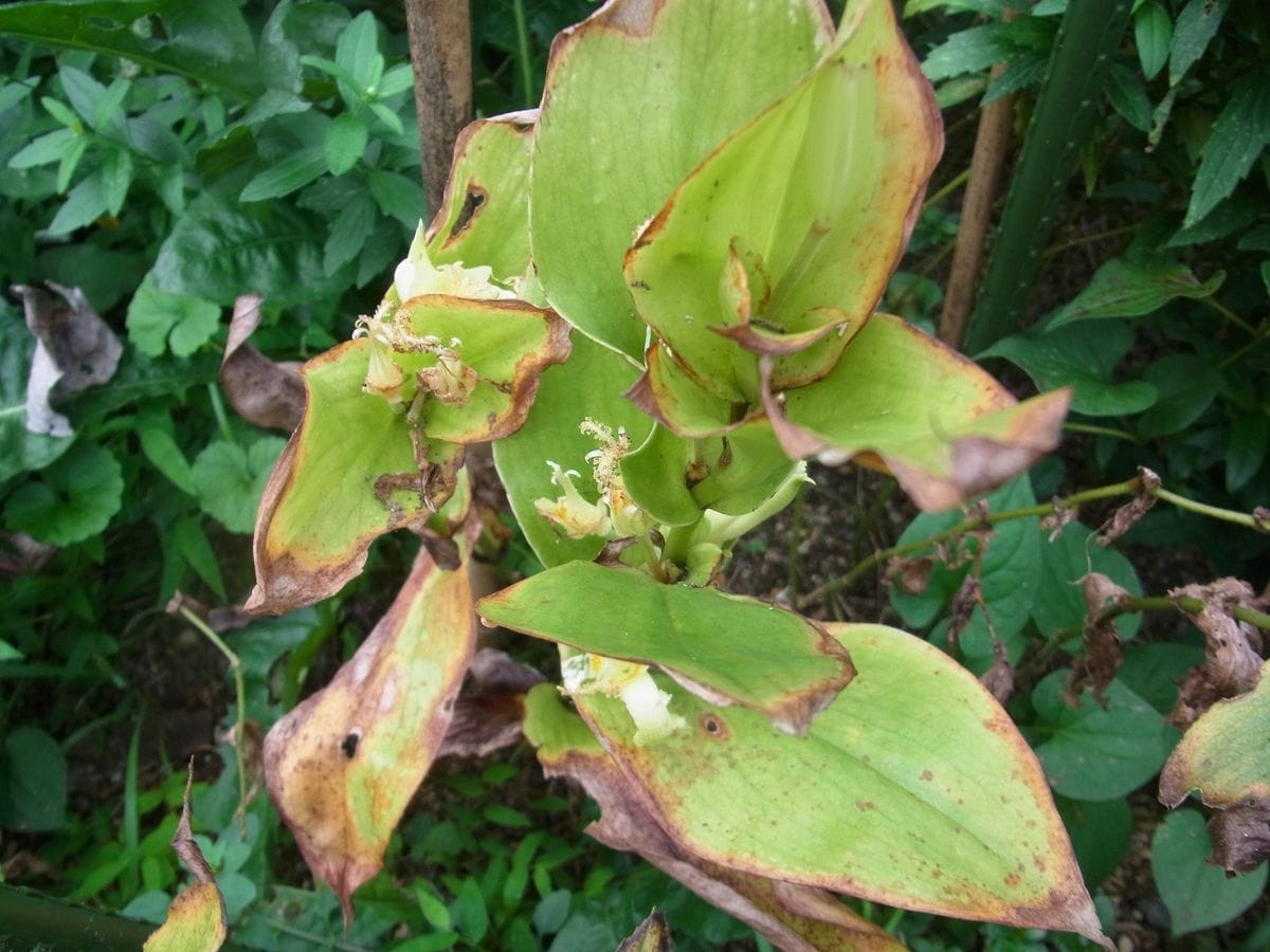 地植えホトトギスも遮光すべきだった…２種！