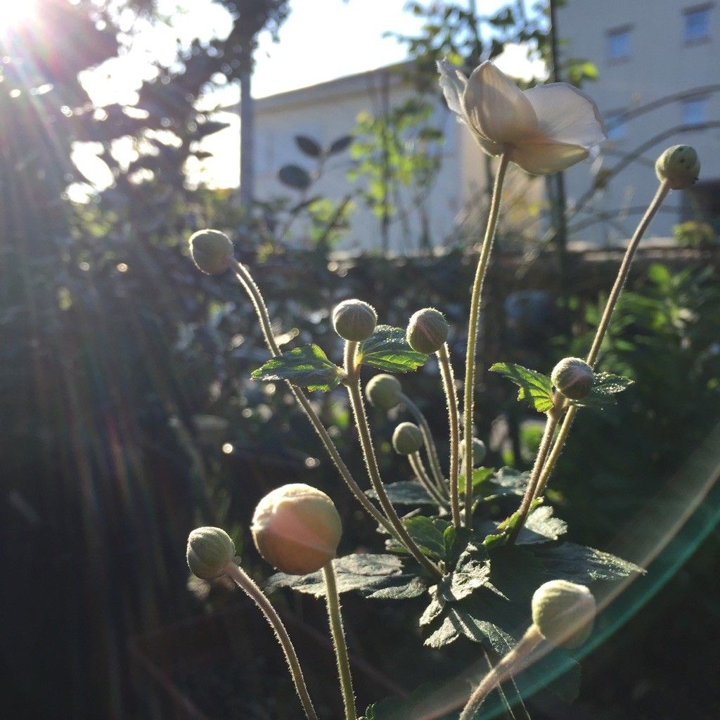 降り注ぐ朝陽♪・・・秋明菊開花♥