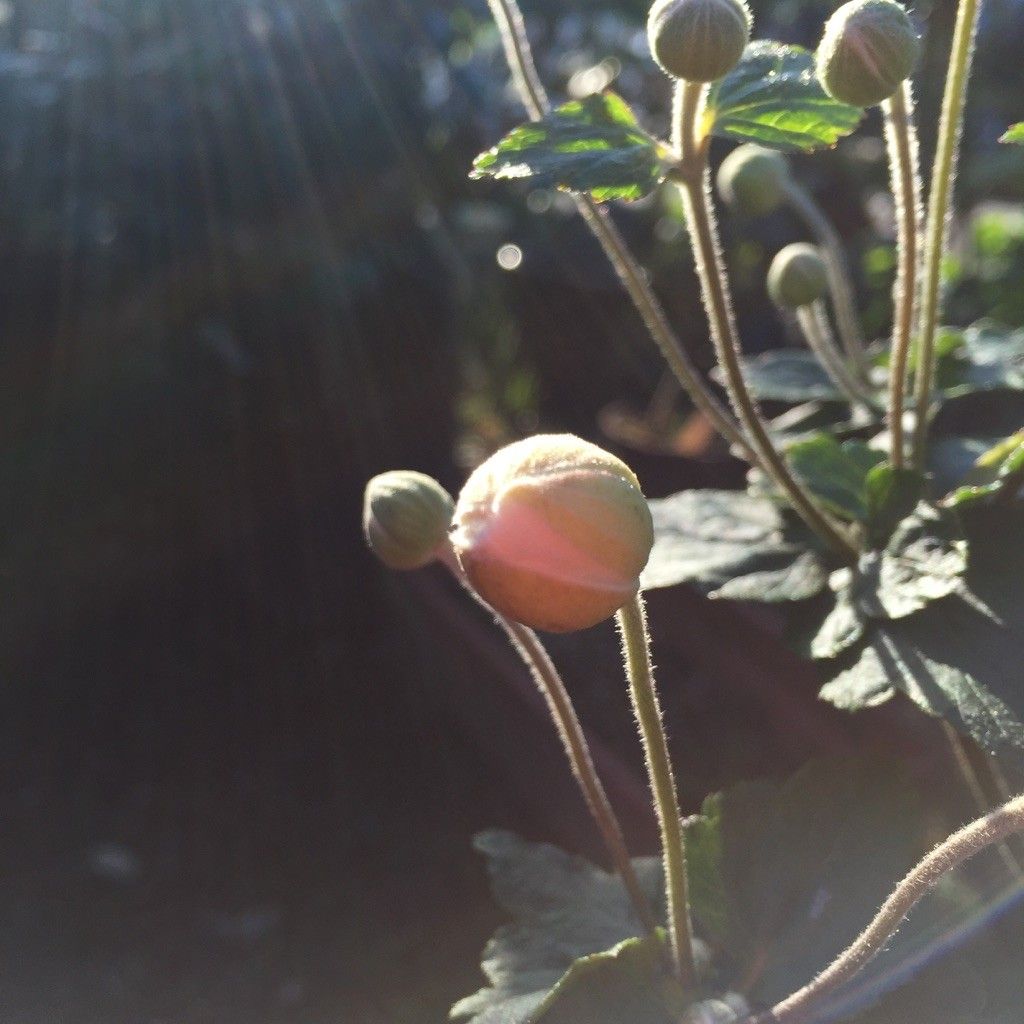 降り注ぐ朝陽♪・・・秋明菊開花♥