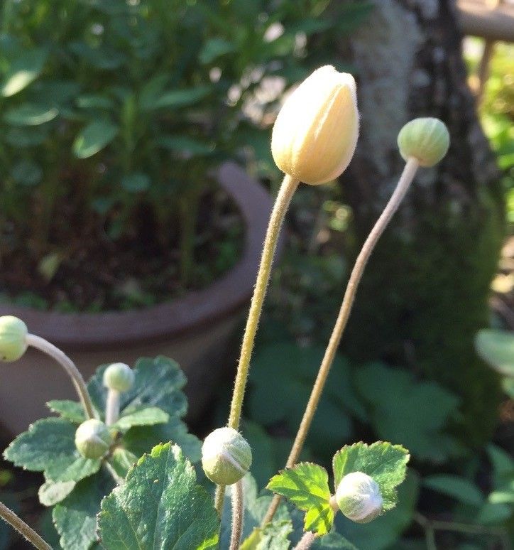 降り注ぐ朝陽♪・・・秋明菊開花♥