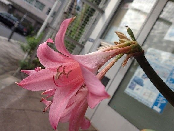 アマクリナム　開花中