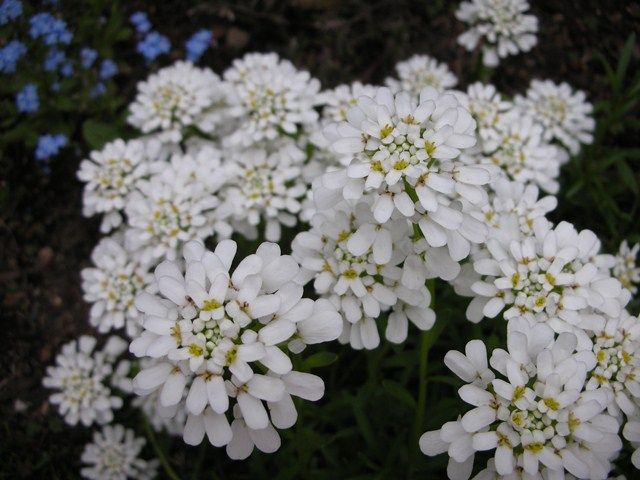 春の花達！！