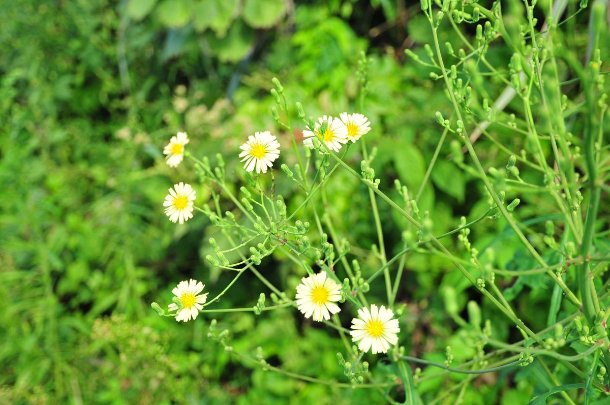 山野草