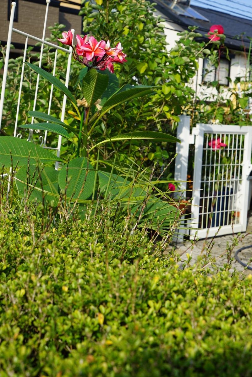 寄せ植え鉢作りの秋晴れ日曜日(^-^)