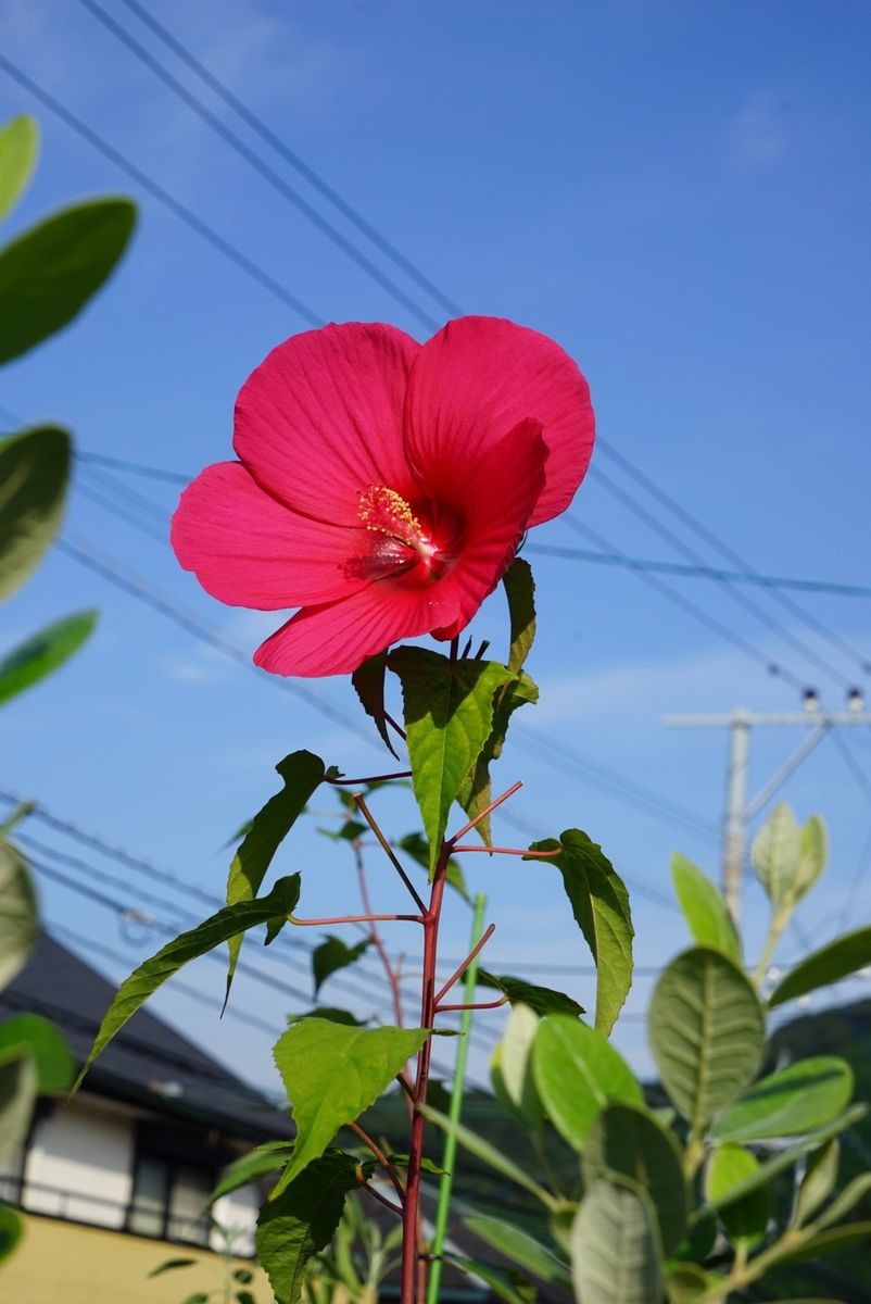 寄せ植え鉢作りの秋晴れ日曜日(^-^)