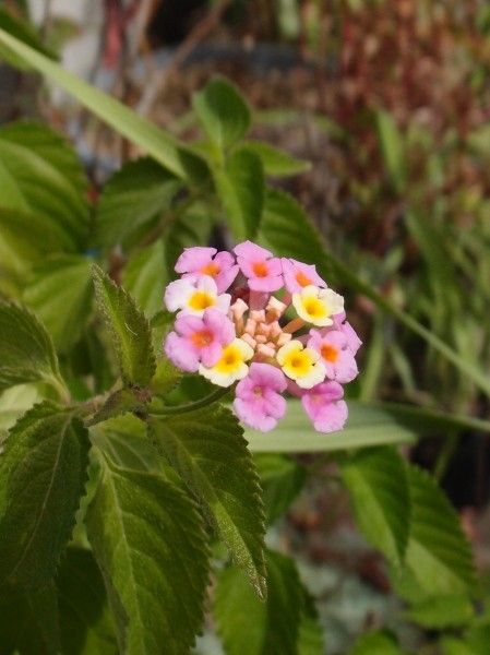 花のひとつやふたつくらいで……！